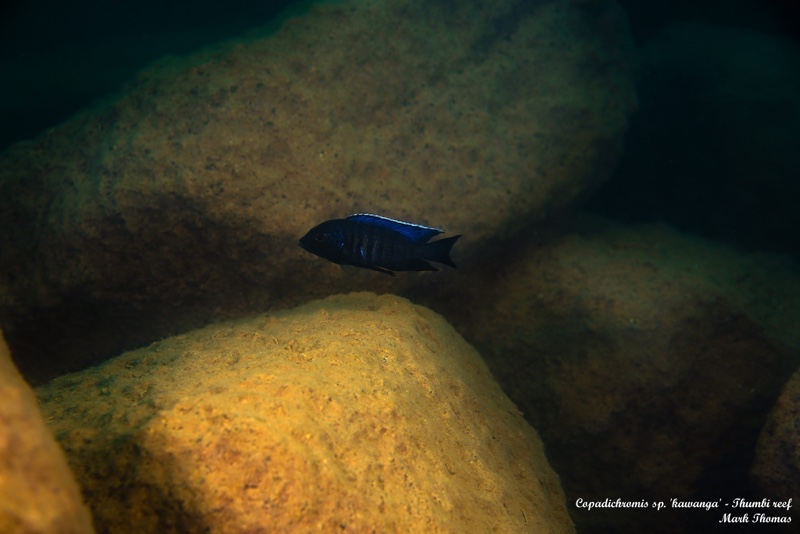 Copadichromis sp. 'kawanga' Thumbi Reef